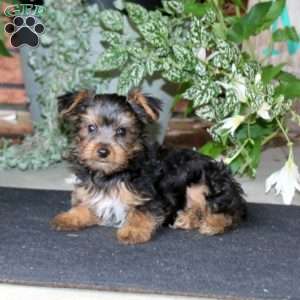 Bryce, Yorkie Puppy