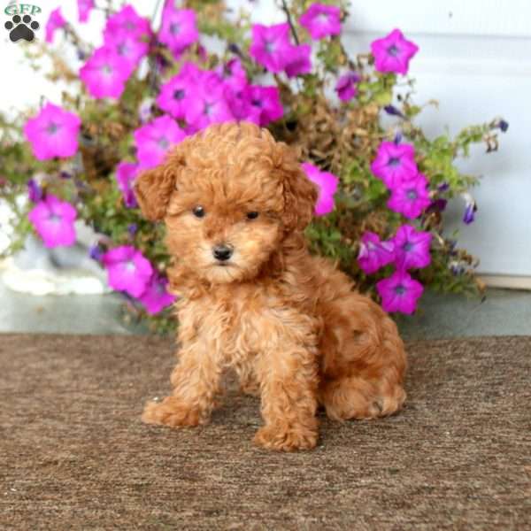 Brynlee, Toy Poodle Puppy