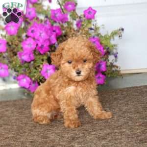 Brynlee, Toy Poodle Puppy