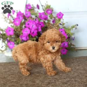 Brynlee, Toy Poodle Puppy
