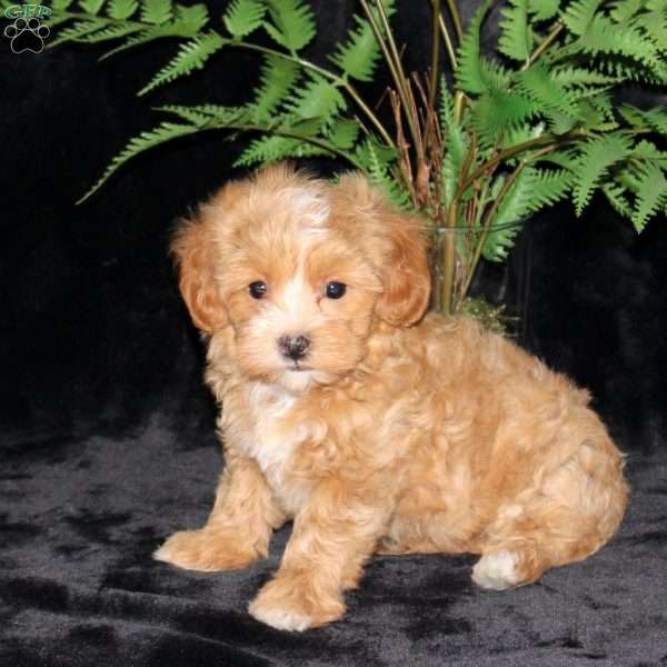 Bubbles, Maltipoo Puppy