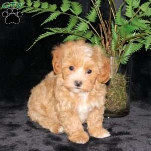 Bubbles, Maltipoo Puppy