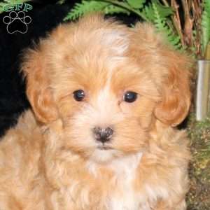 Bubbles, Maltipoo Puppy