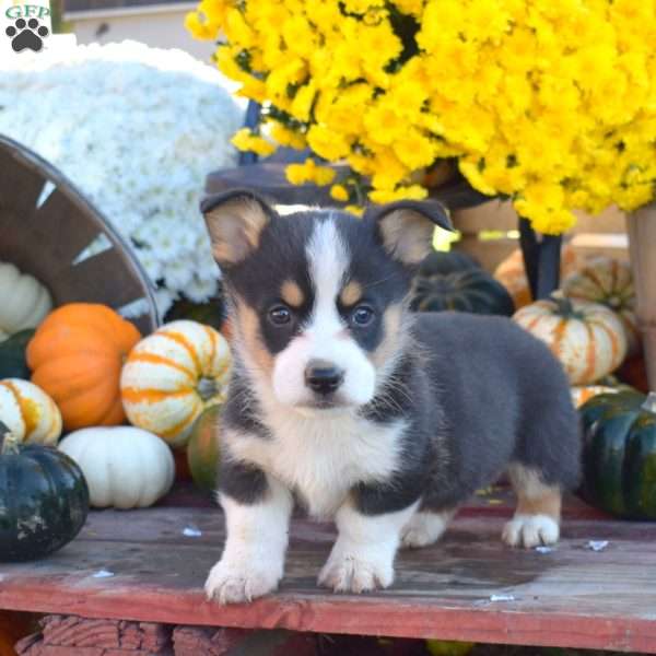 Bubbles, Pembroke Welsh Corgi Puppy