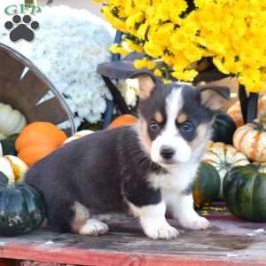 Bubbles, Pembroke Welsh Corgi Puppy