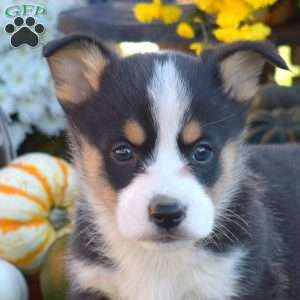 Bubbles, Pembroke Welsh Corgi Puppy