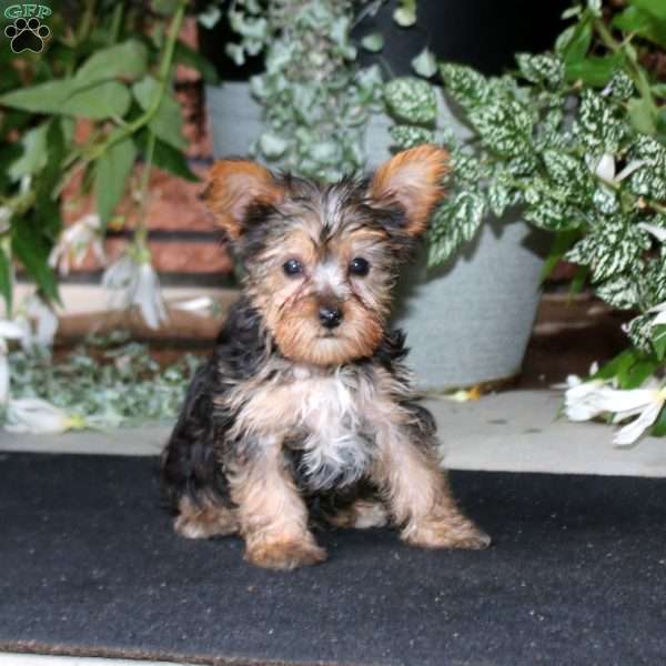 Bubbles, Yorkie Puppy