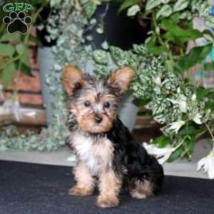 Bubbles, Yorkie Puppy