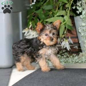 Bubbles, Yorkie Puppy
