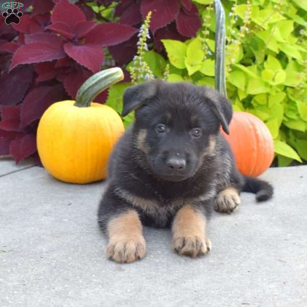 Buck, German Shepherd Puppy