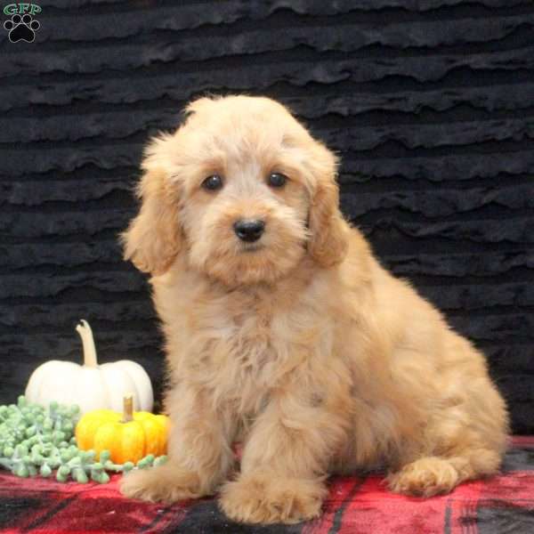 Bucky, Cavapoo Puppy
