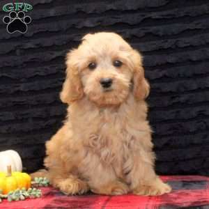 Bucky, Cavapoo Puppy