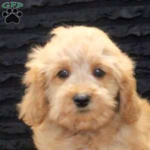 Bucky, Cavapoo Puppy