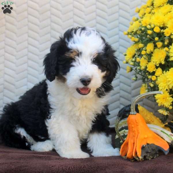 Buddy, Mini Aussiedoodle Puppy