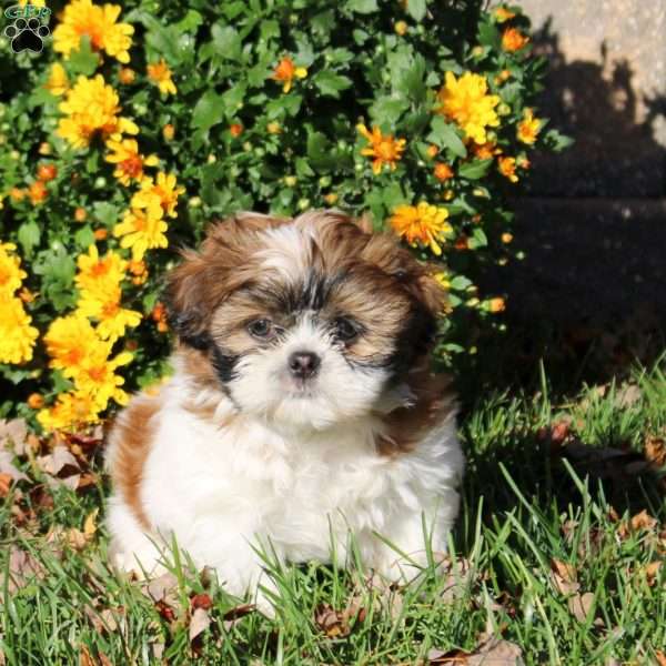 Buddy, Shih Tzu Puppy