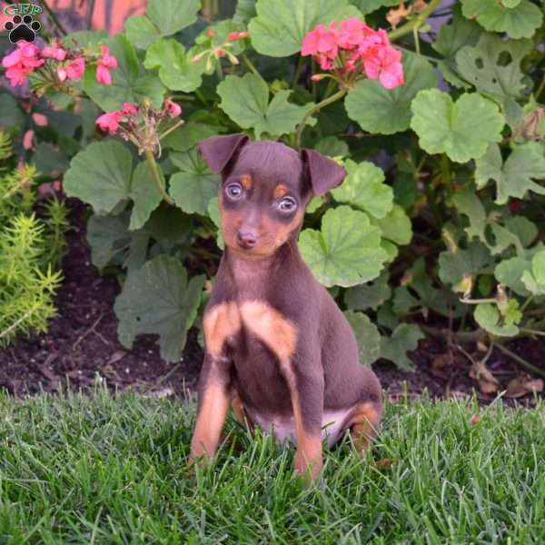 Buddy, Miniature Pinscher Puppy