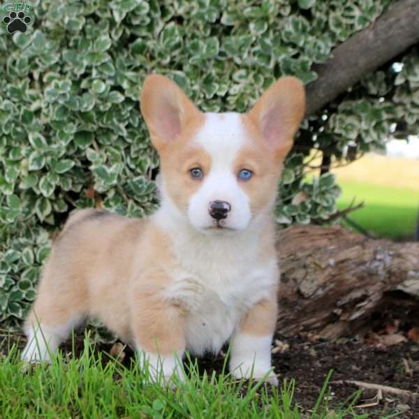 Buddy, Pembroke Welsh Corgi Puppy
