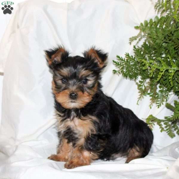 Buddy, Yorkie Puppy