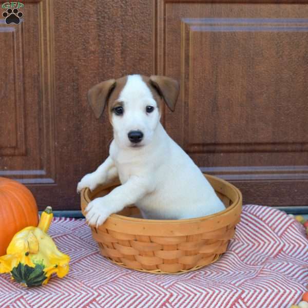 Buddy, Jack Russell Terrier Puppy