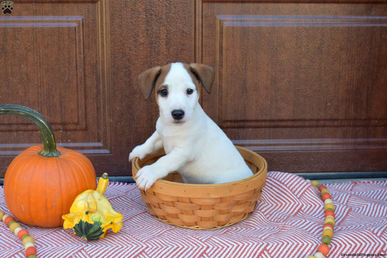 Buddy (Jack Russell Terrier, Male) in Christiana, PA