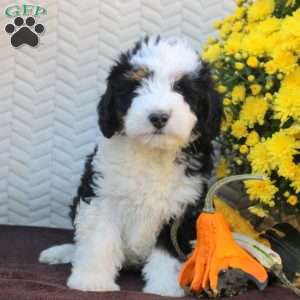 Buddy, Mini Aussiedoodle Puppy
