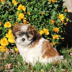 Buddy, Shih Tzu Puppy