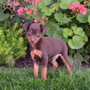 Buddy, Miniature Pinscher Puppy