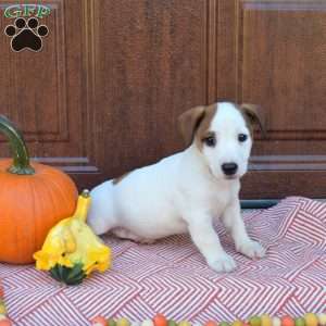 Buddy, Jack Russell Terrier Puppy