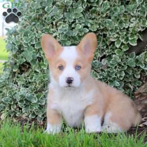 Buddy, Pembroke Welsh Corgi Puppy
