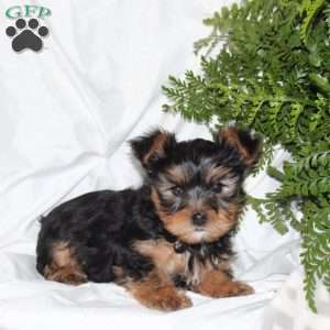 Buddy, Yorkie Puppy