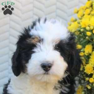 Buddy, Mini Aussiedoodle Puppy