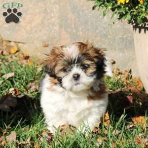Buddy, Shih Tzu Puppy