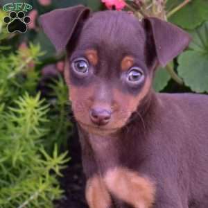 Buddy, Miniature Pinscher Puppy