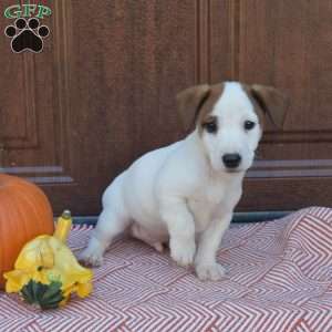 Buddy, Jack Russell Terrier Puppy