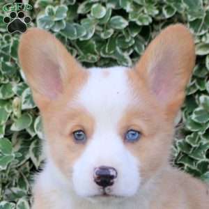 Buddy, Pembroke Welsh Corgi Puppy