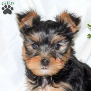 Buddy, Yorkie Puppy