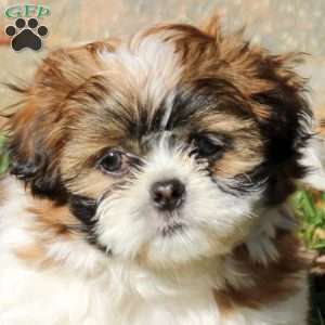 Buddy, Shih Tzu Puppy