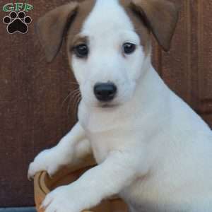 Buddy, Jack Russell Terrier Puppy