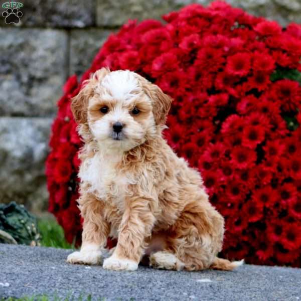 Buddy, Shih-Poo Puppy
