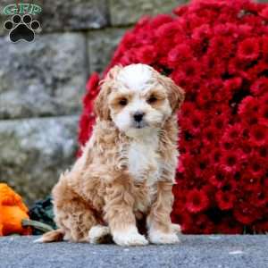 Buddy, Shih-Poo Puppy