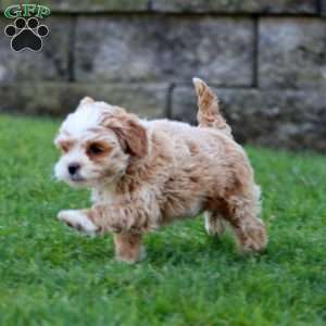 Buddy, Shih-Poo Puppy