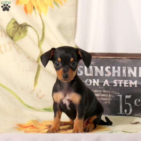 Bunny, Chiweenie Puppy