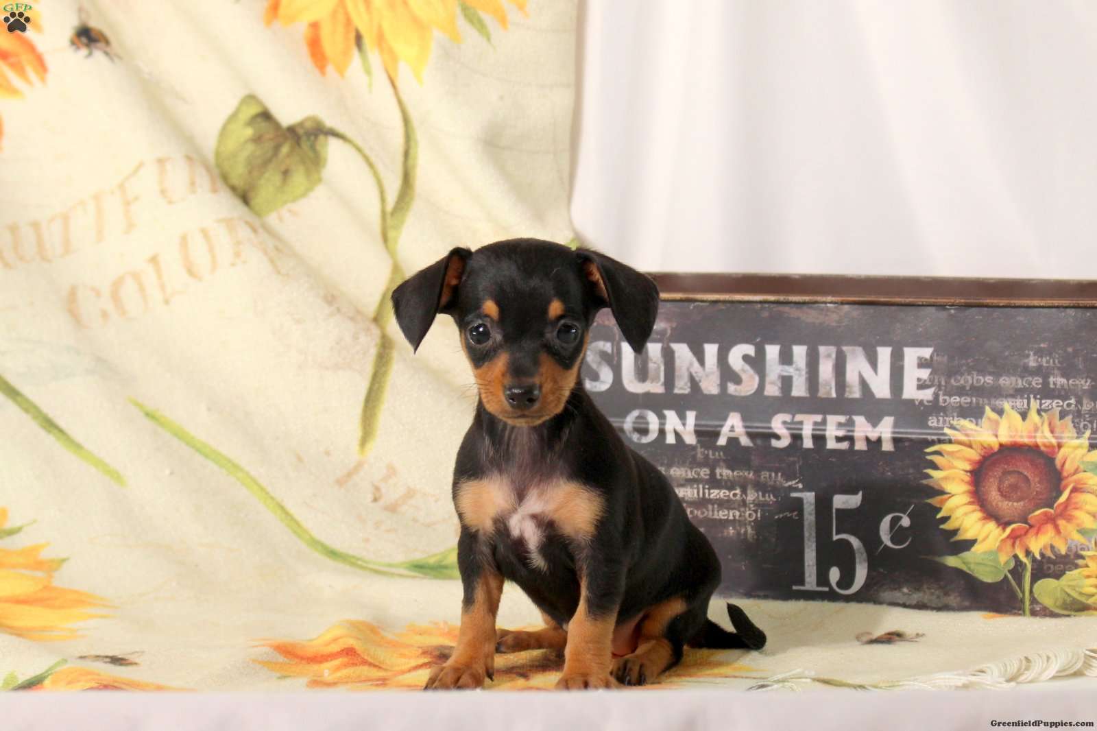 Bunny (Chiweenie, Female) in Ephrata, PA