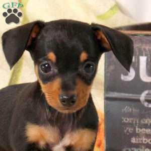 Bunny, Chiweenie Puppy