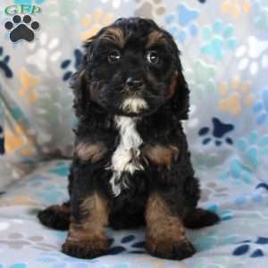 Burt, Cockapoo Puppy