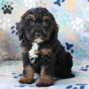 Burt, Cockapoo Puppy
