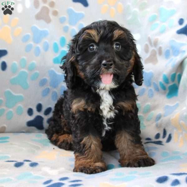 Burt, Cockapoo Puppy
