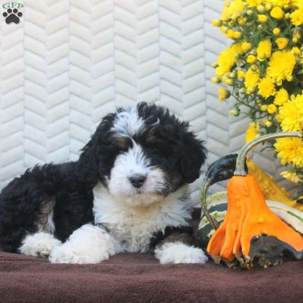 Buster, Mini Aussiedoodle Puppy