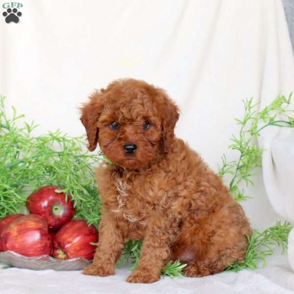 Buster, Cavapoo Puppy
