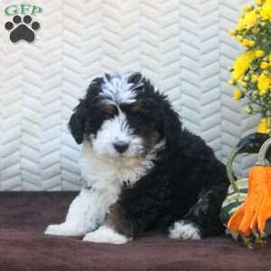 Buster, Mini Aussiedoodle Puppy
